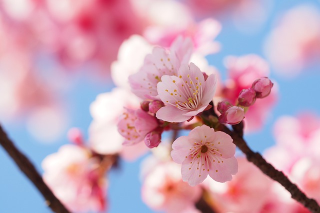 お花見シーズン到来！桜色の紙で生活を彩ろう | 紙のブログ
